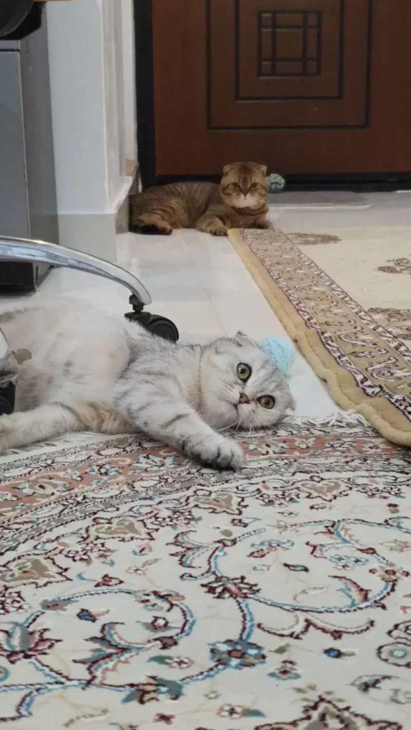 واگذاری سرپرستی اسکاتیش یک جفت|گربه|همدان, |دیوار