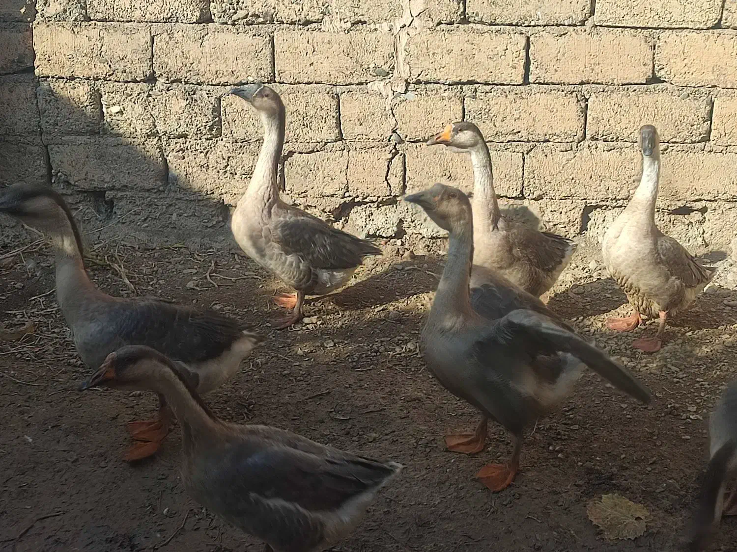 غوغاز افریقایی|حیوانات مزرعه|پیرانشهر, |دیوار