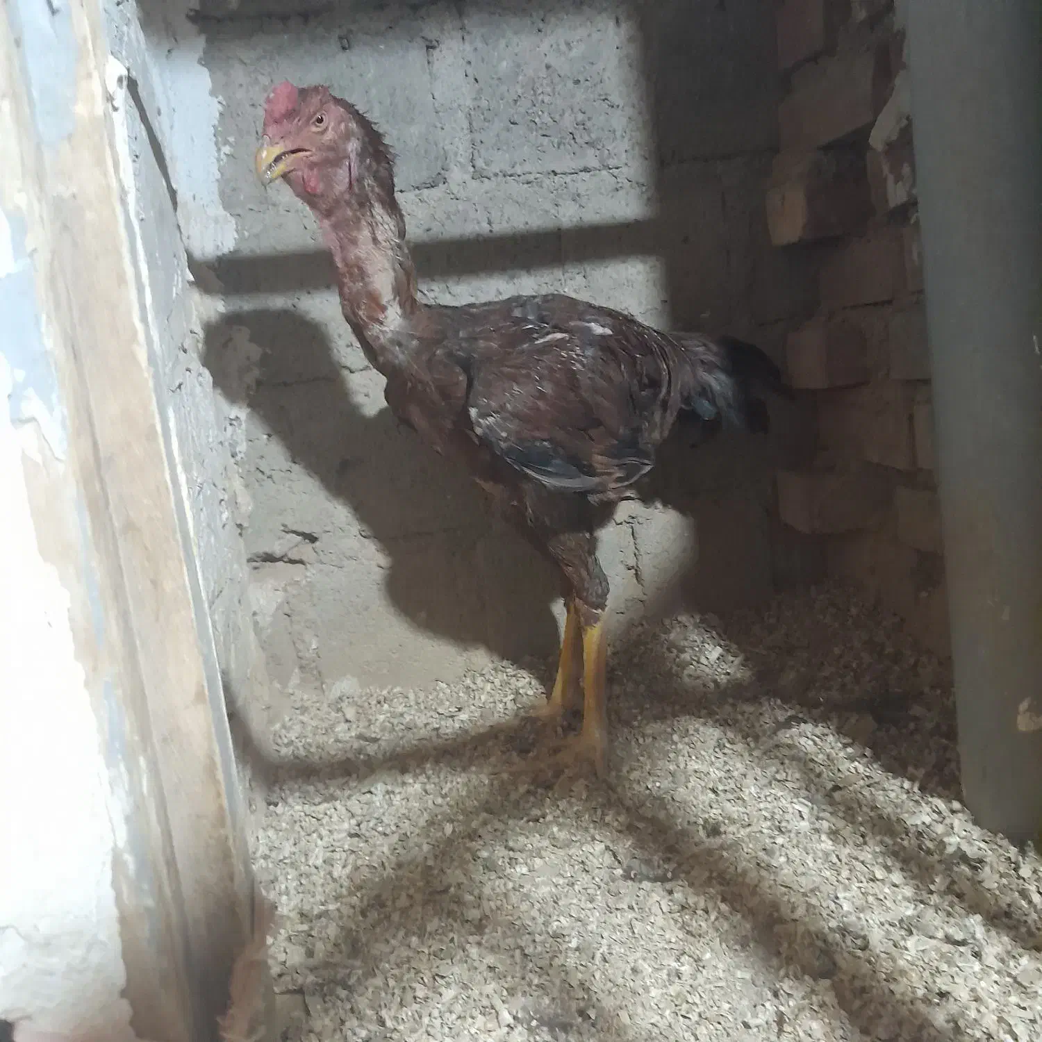 خروس لاری|حیوانات مزرعه|بوکان, |دیوار