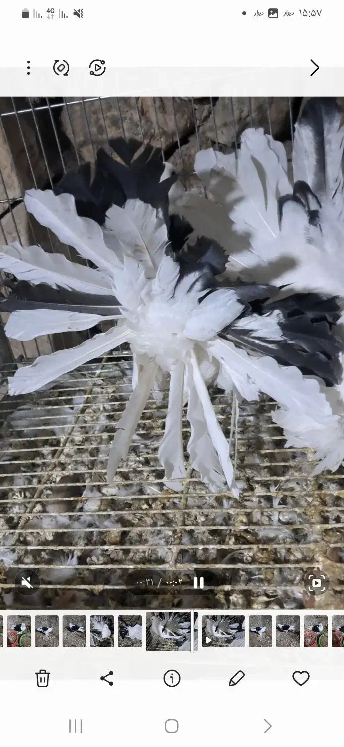 چتری آمریکایی دم رنگی|پرنده|اصفهان, بهاران|دیوار