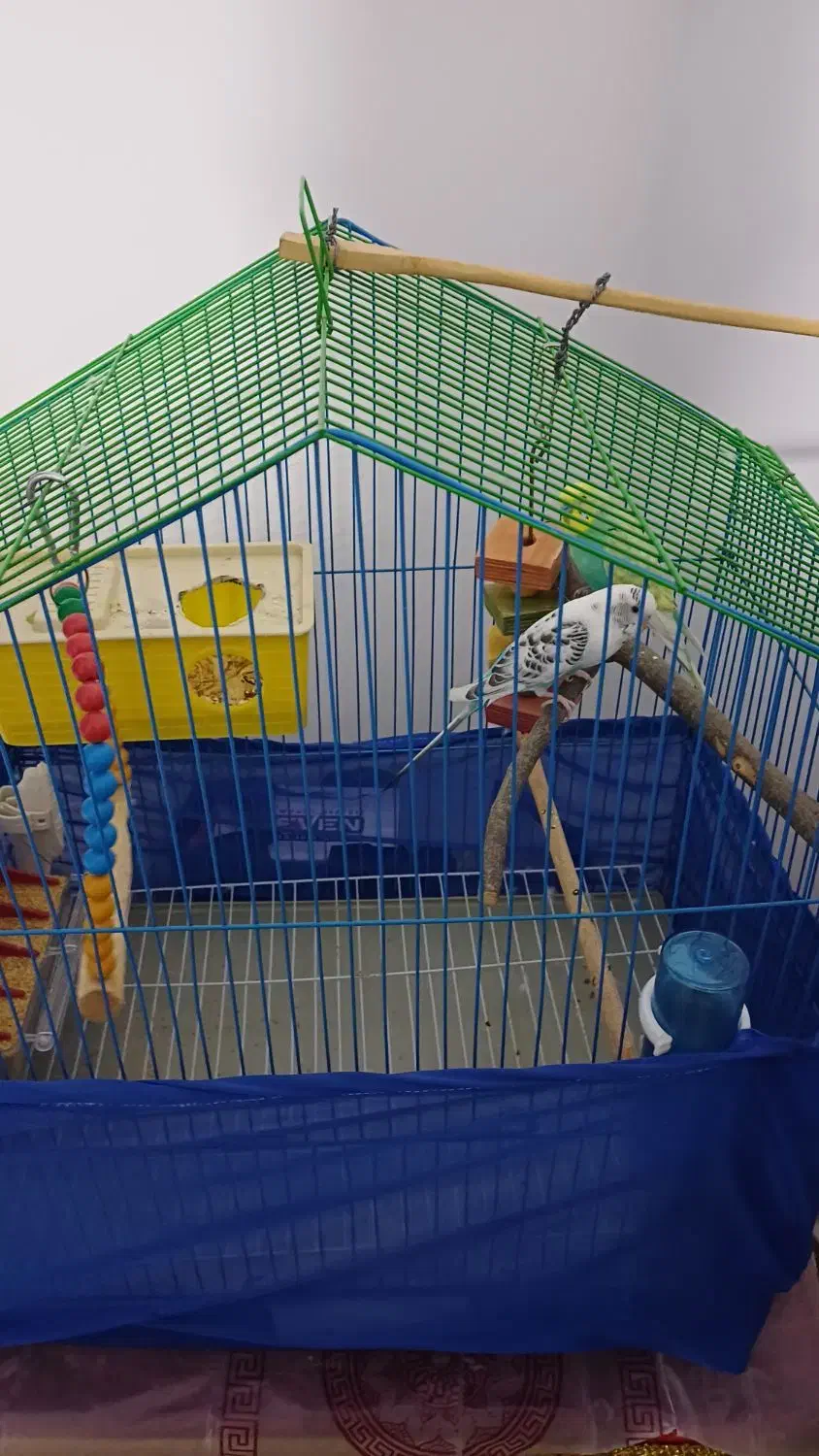 جفت مرغ عشق سالم|پرنده|سنندج, |دیوار