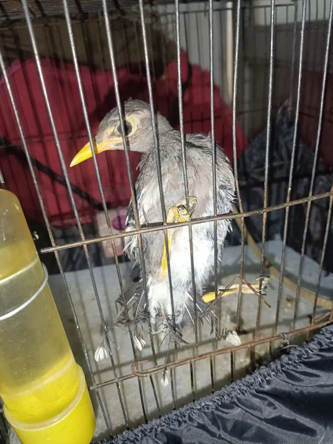 جوجه مرغ مینا|پرنده|بم, |دیوار