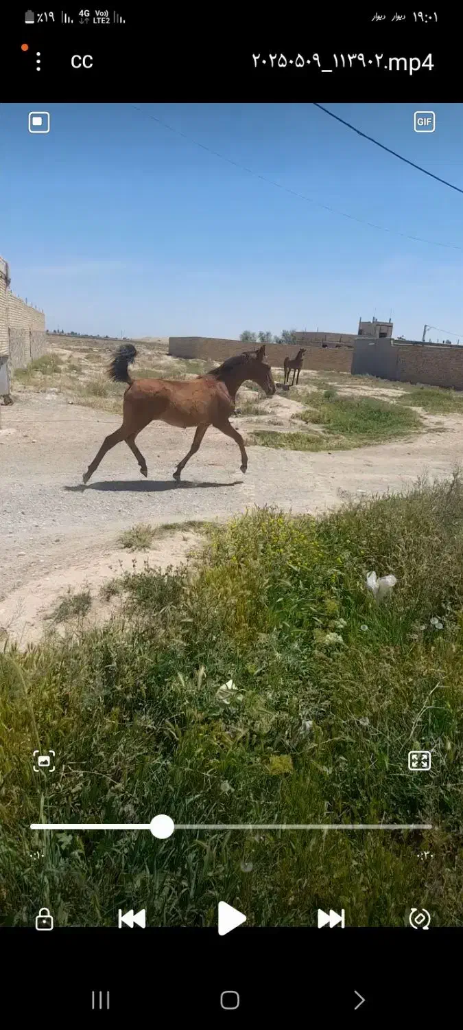 کره نریان کرد|اسب و تجهیزات اسب‌سواری|اسفرورین, |دیوار