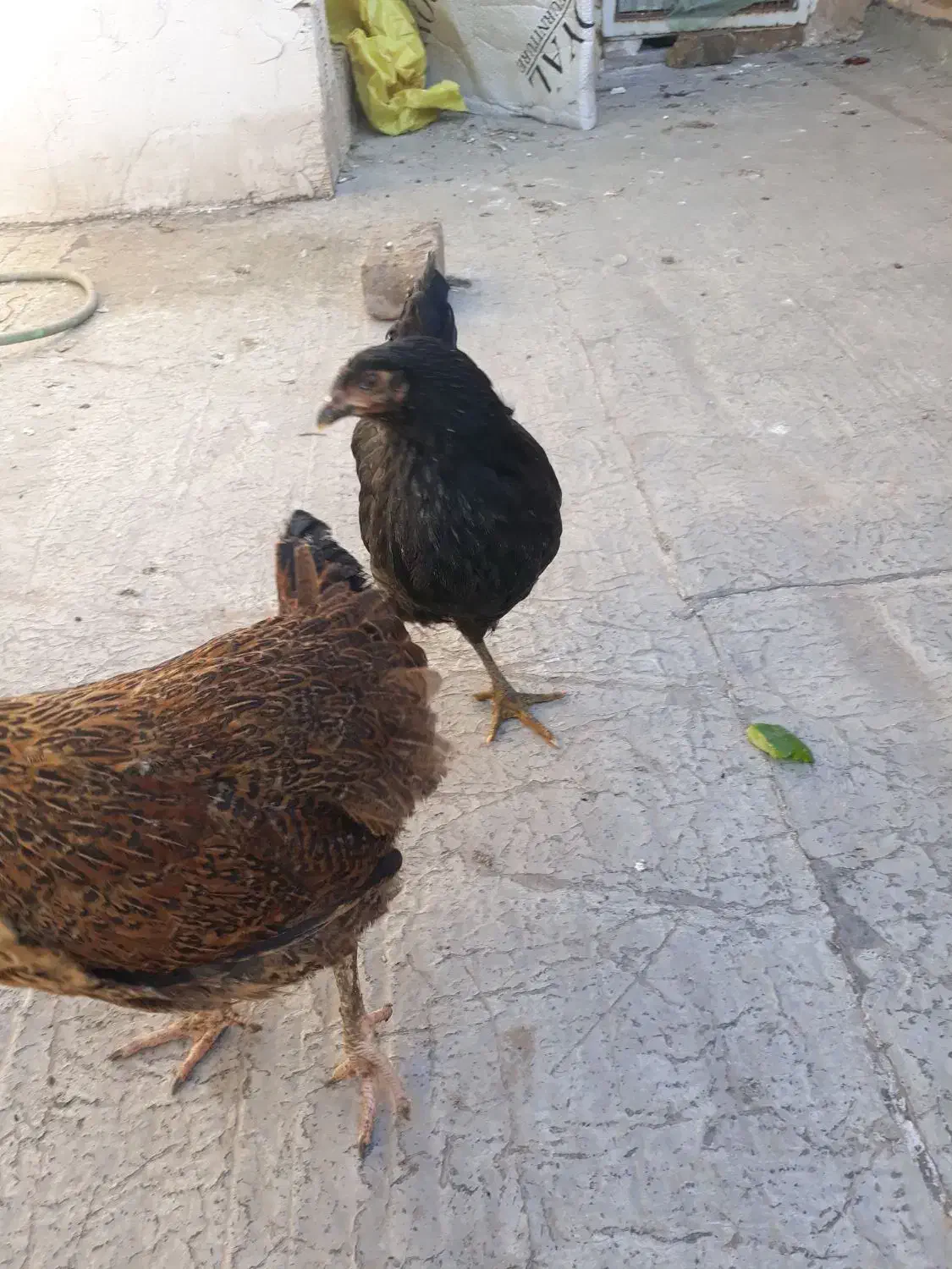 مرغ تازه ۳ماهه موقع تخم گداشتن شونه|حیوانات مزرعه|قم, علی آباد سعدگان|دیوار