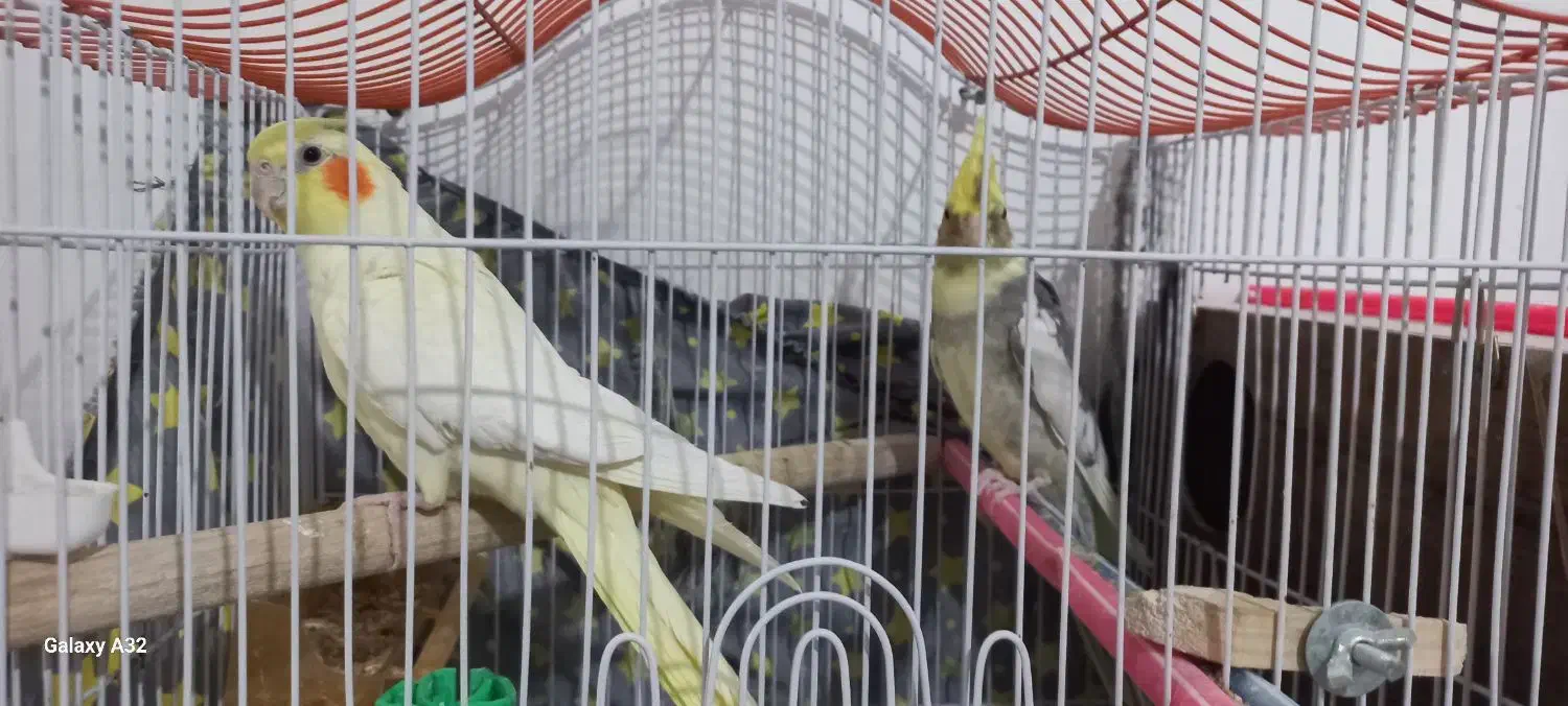 یک جفت عروس هلندی مست و آماده به همراه قفس و وسایل|پرنده|قائن, |دیوار