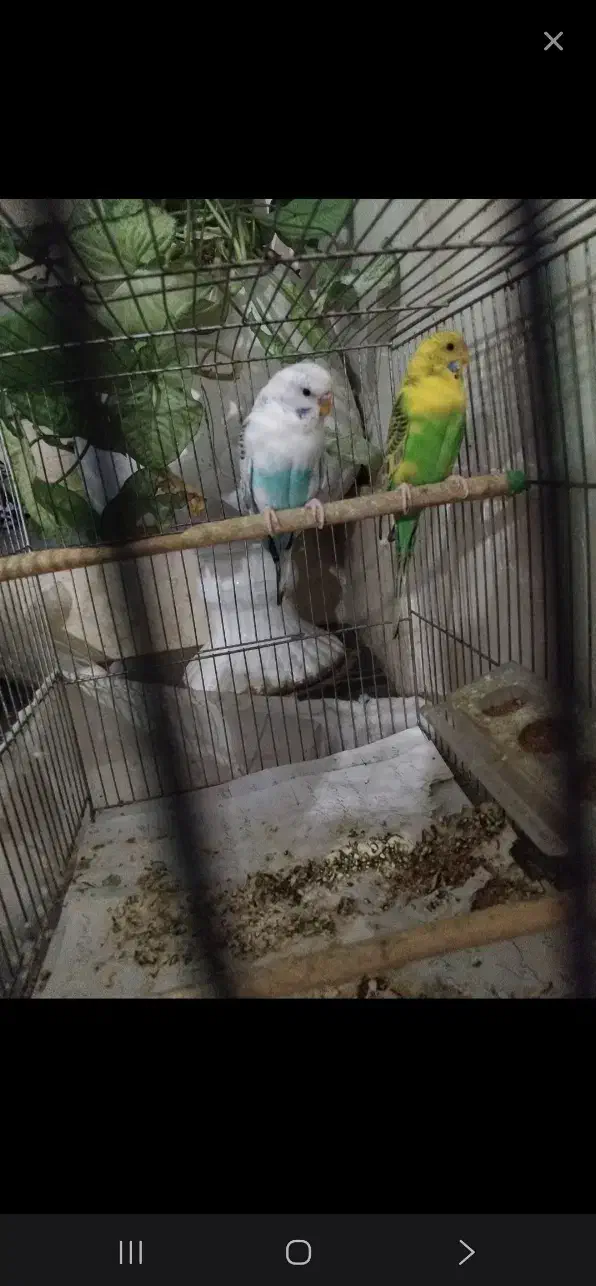 مرغ عشق نژاد دار استرالیایی اصیل|پرنده|ابهر, |دیوار