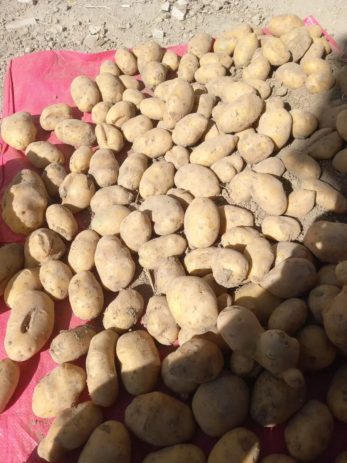 سیب زمینی آگریا|خوردنی و آشامیدنی|داران, |دیوار