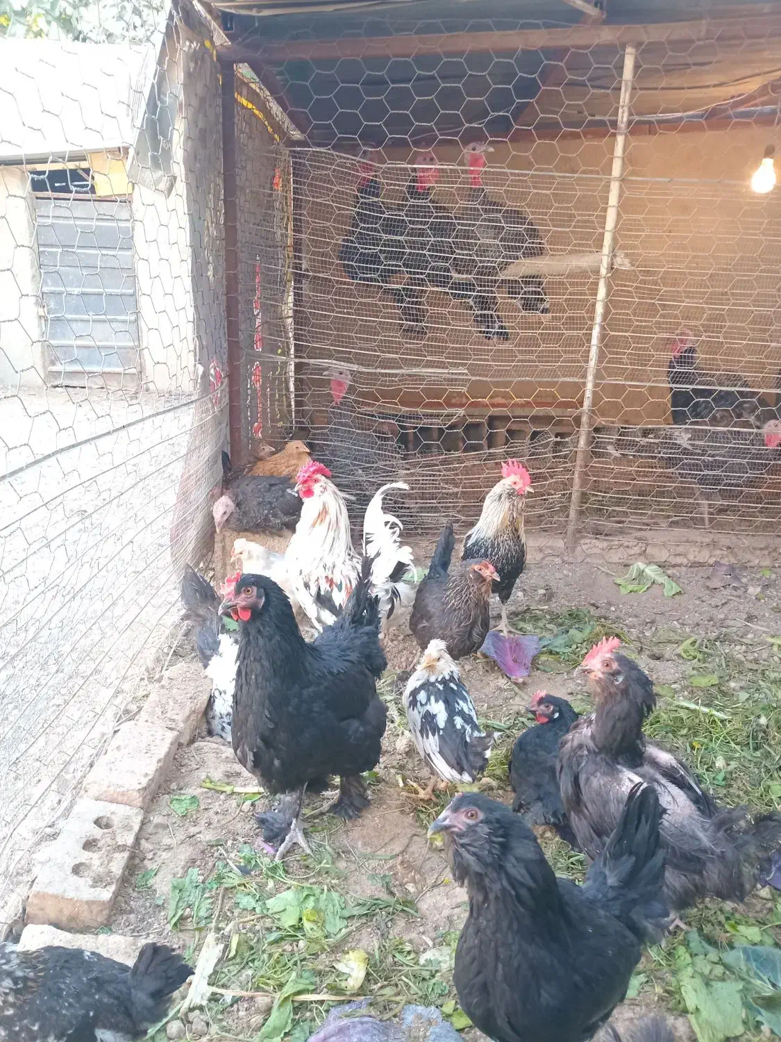 تخم مرغ نطفه دار|حیوانات مزرعه|قرچک, صالح آباد|دیوار