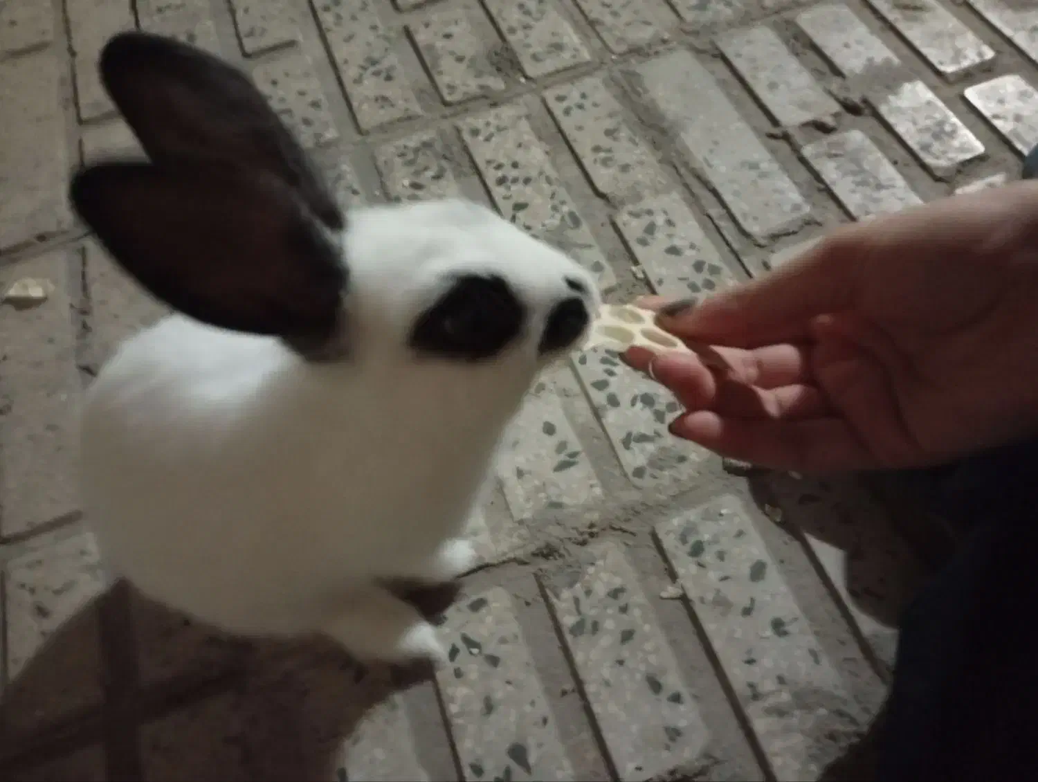 واگذاری خرگوش رایگان|موش و خرگوش|محمدیه-قزوین, |دیوار