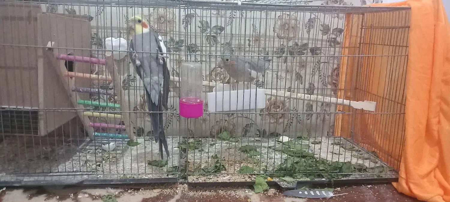 ۳تا عروس هلندی|پرنده|سلماس, |دیوار