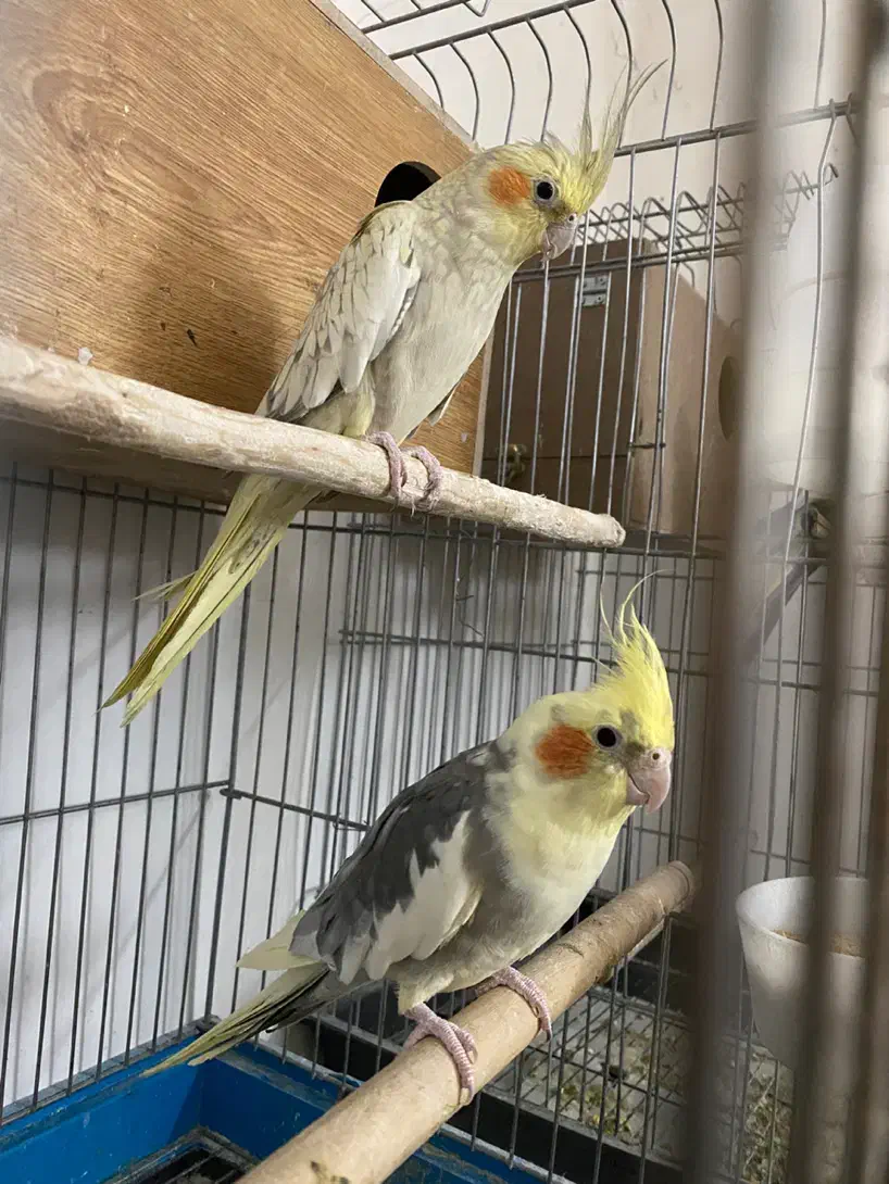 عروس هلندی مولد و سنگال مولد|پرنده|تهران, گلاب دره|دیوار