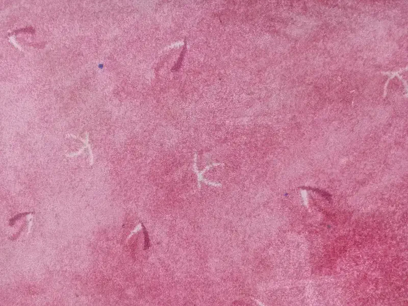 پالاز موکت|موکت|بجنورد, |دیوار