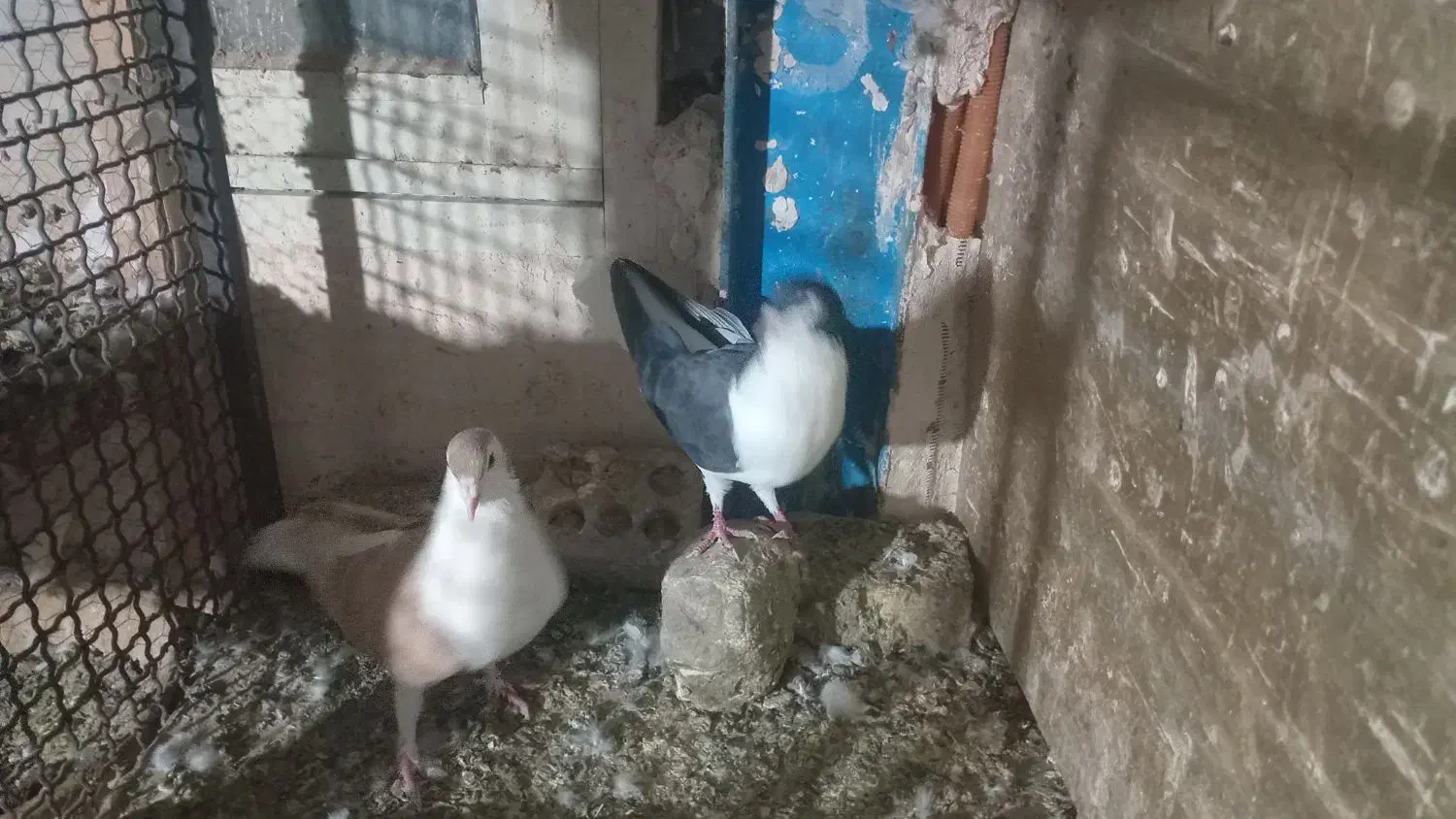 کبوتر رنگه|پرنده|مشهد, ویلاشهر|دیوار