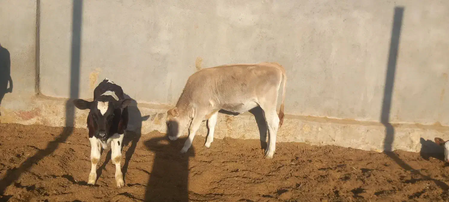 گوساله و گاو شیری|حیوانات مزرعه|باشتین, |دیوار