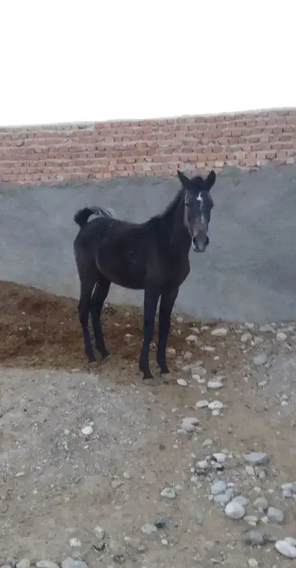 کره اسب مادیون|اسب و تجهیزات اسب‌سواری|فسا, |دیوار