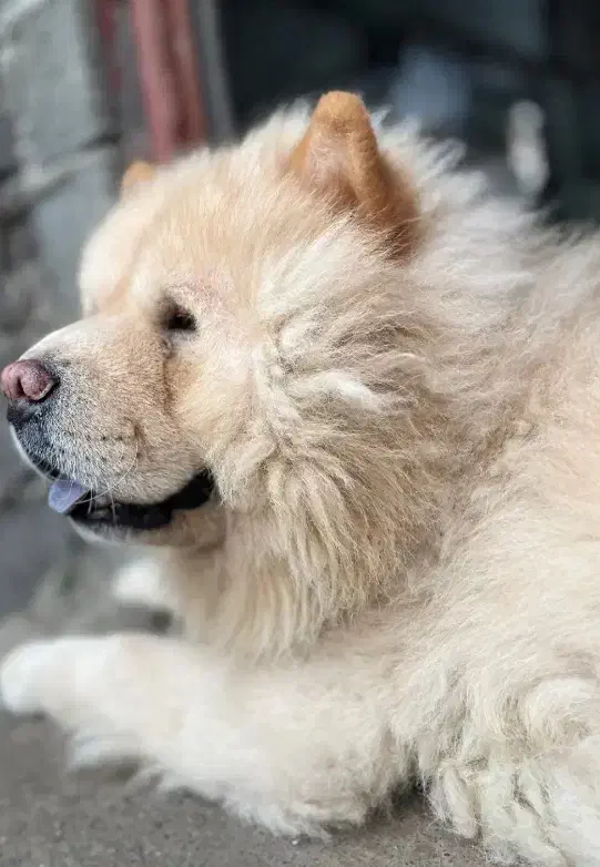 سگ چاو چاو اصل زبان بنفش دم پیچیده کینک سایز فی14|سگ|شیراز, ملاصدرا|دیوار