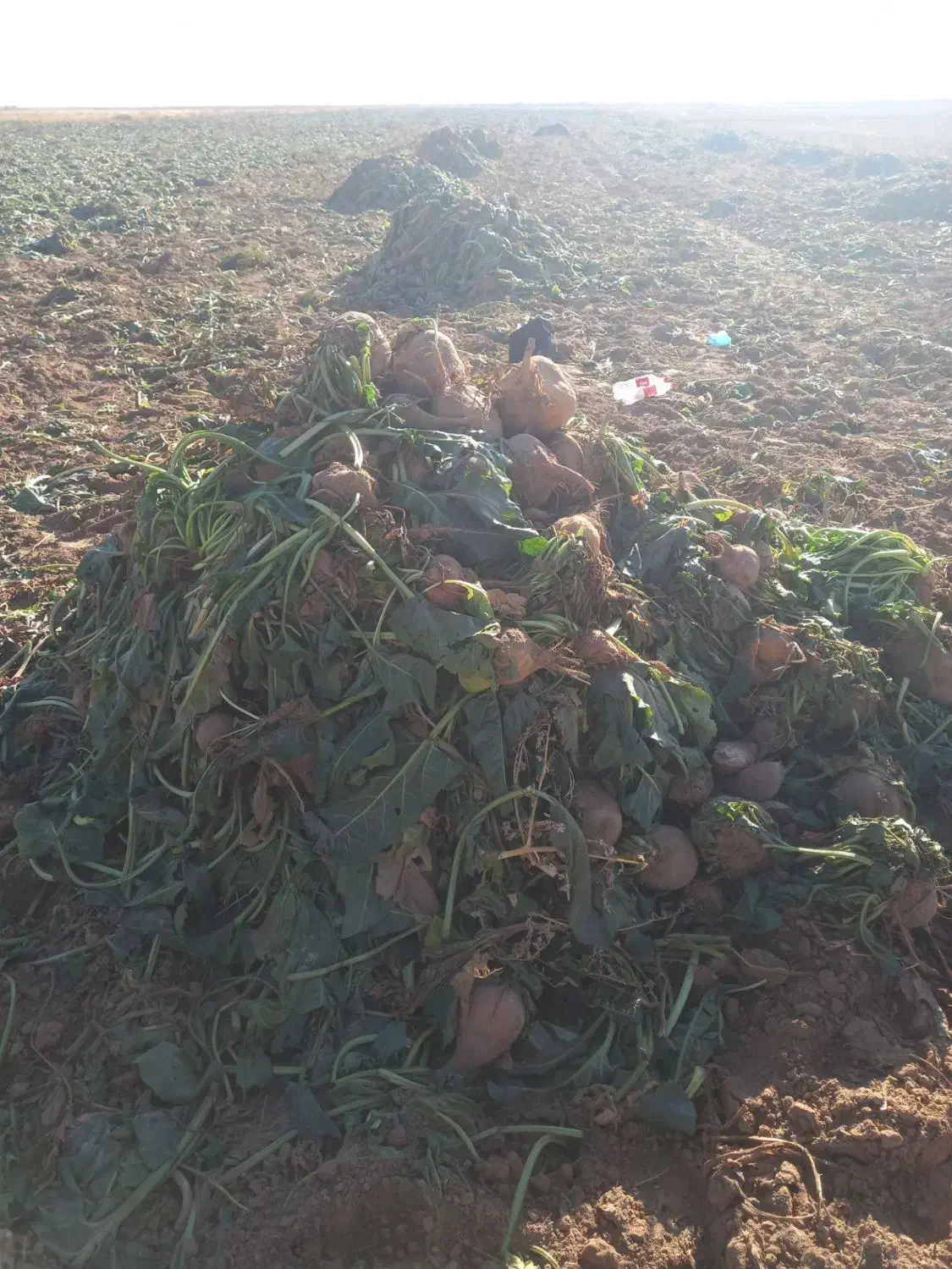 چغندر فروشی|خدمات باغبانی و درختکاری|مشهد, مهدی آباد|دیوار