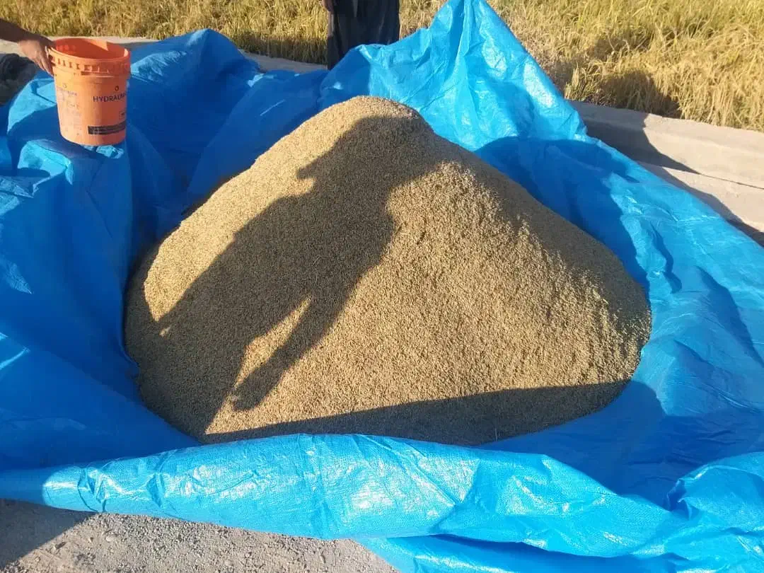 زمین برنجکاری خیرآباد|فروش زمین و ملک کلنگی|دوگنبدان, |دیوار