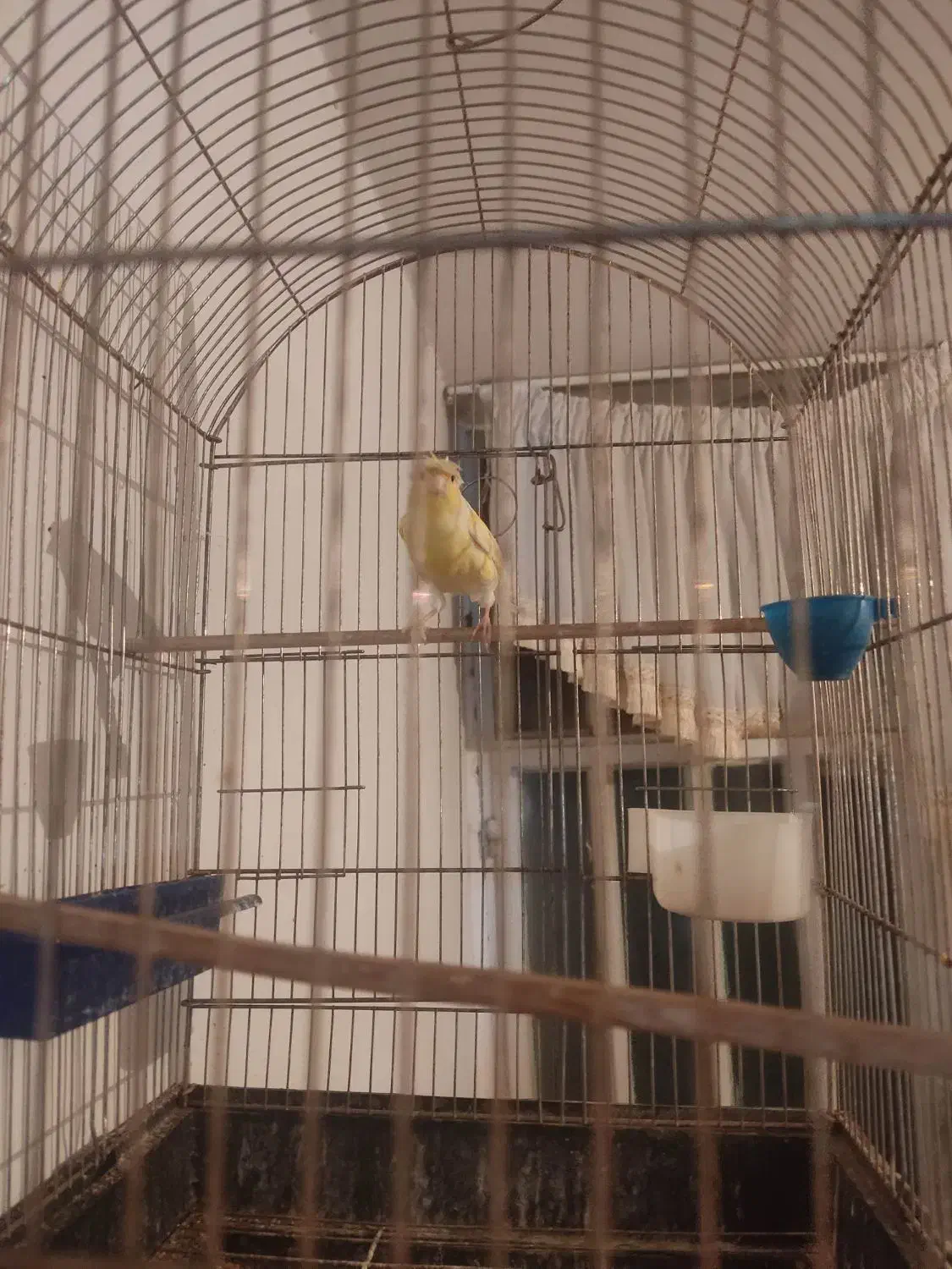 قناری نر زرد کاکولی|پرنده|دامغان, |دیوار