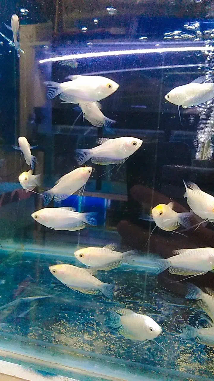 ماهی زینتی|ماهی|سبزوار, پیام|دیوار