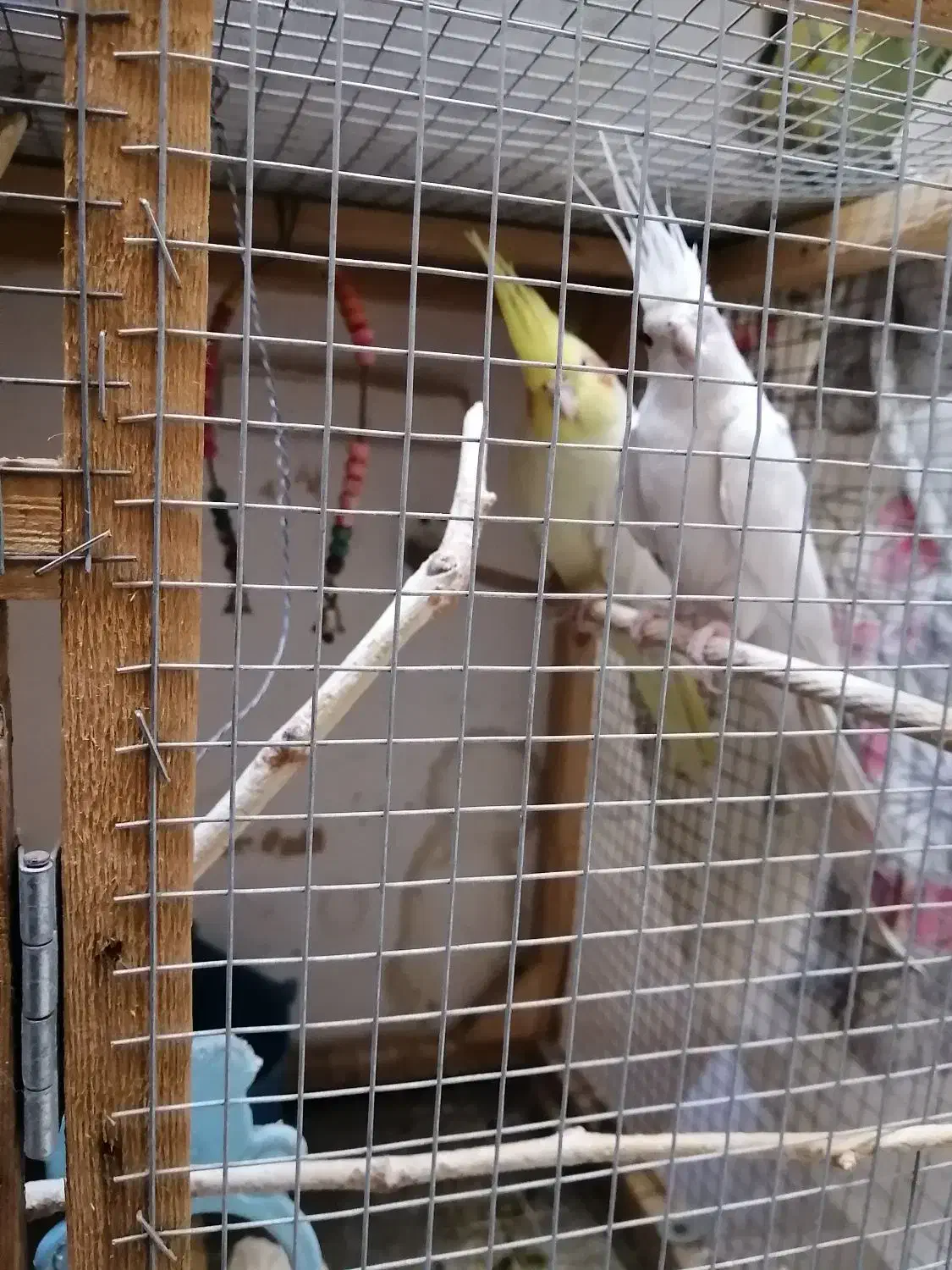 عروس هلندی مولد|پرنده|زاهدان, |دیوار