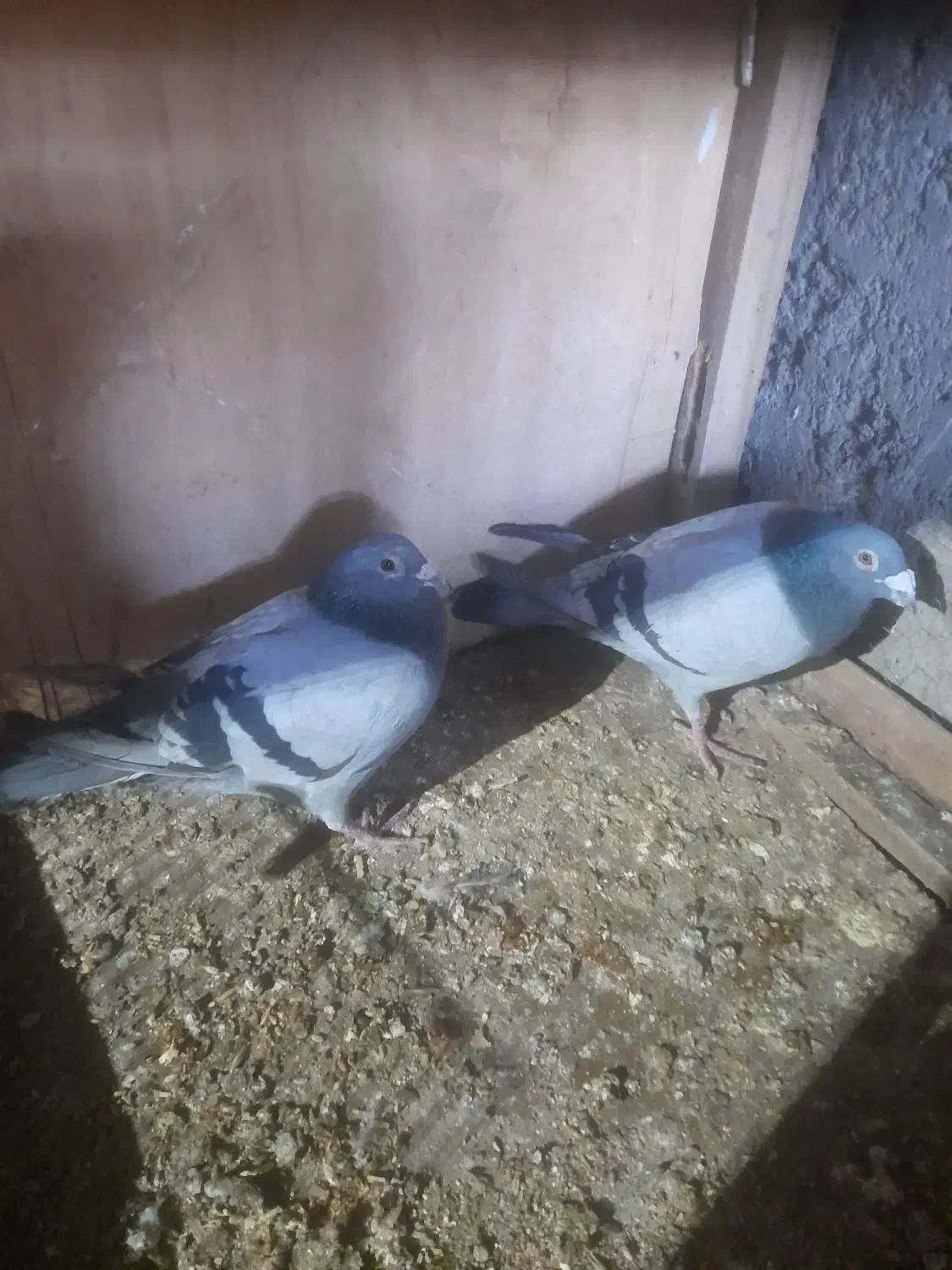 کبوتران دوبر|پرنده|مشگین شهر, |دیوار