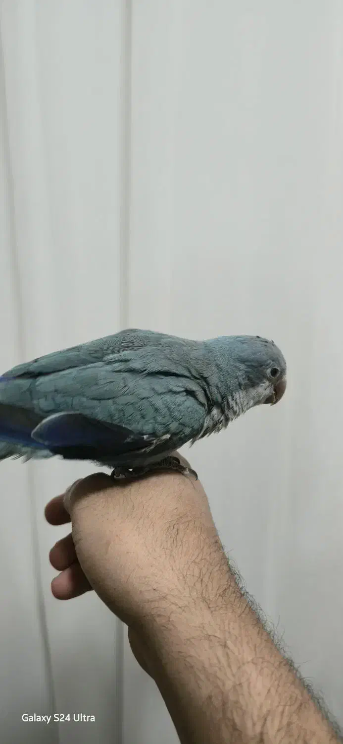 طوطی راهب|پرنده|تبریز, |دیوار