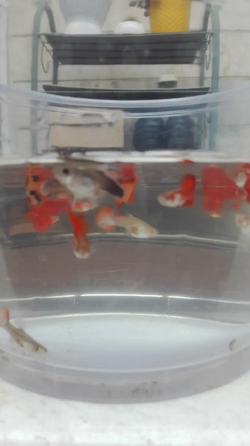 ماهی کوپی کوی|ماهی|گرگان, |دیوار