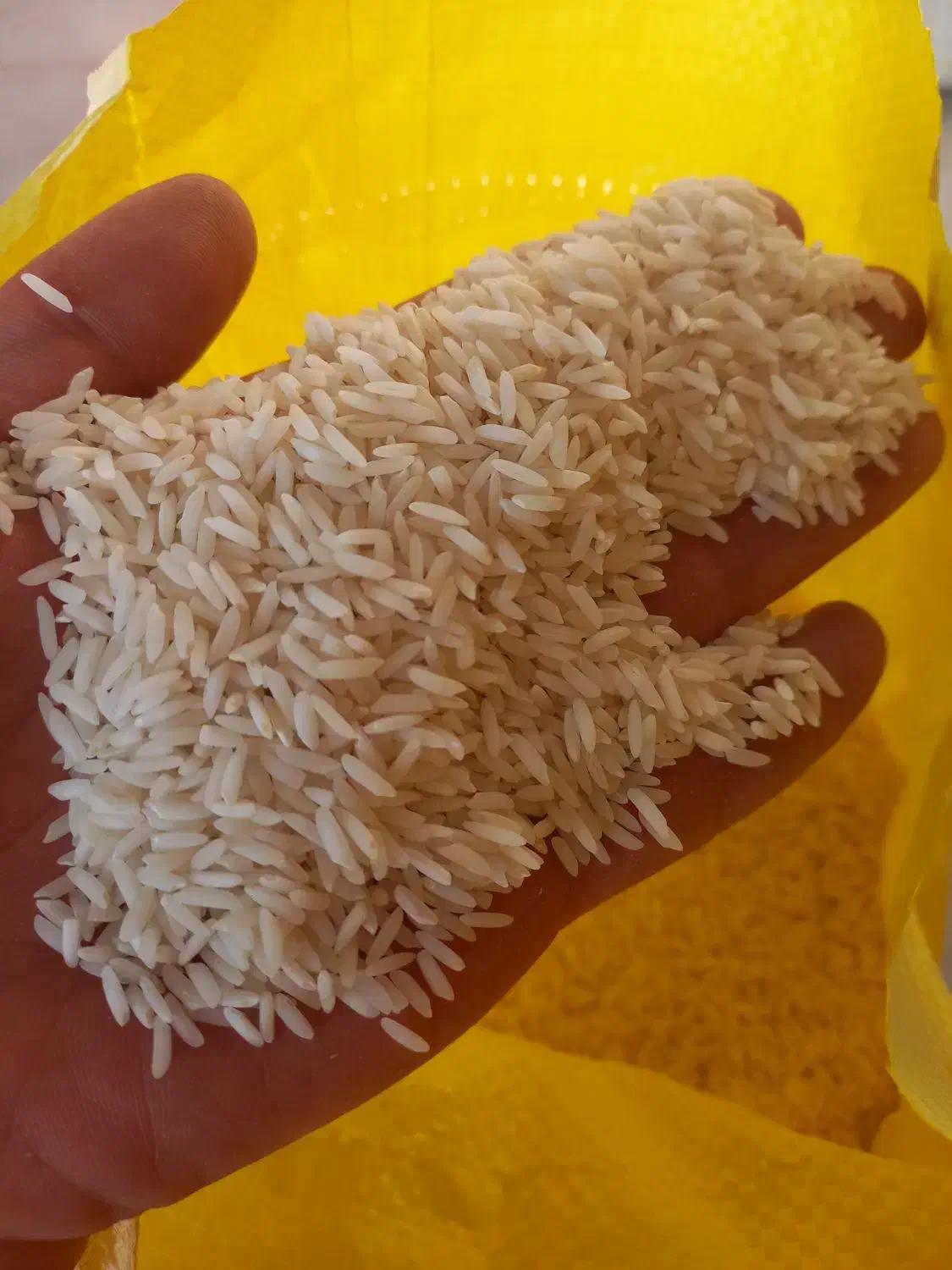 برنج طارم هاشمی سورت شده|عمده‌فروشی|لاهیجان, طالقانی|دیوار