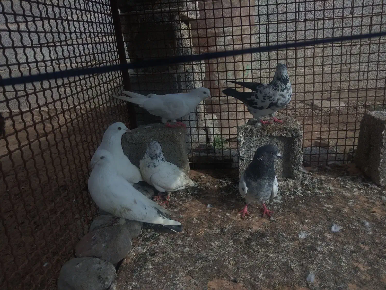 فروش تعداد ی کبو تر|پرنده|انبارآلوم, |دیوار