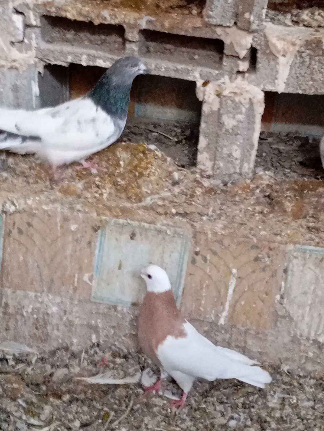 کبوتر|پرنده|ملکان, |دیوار