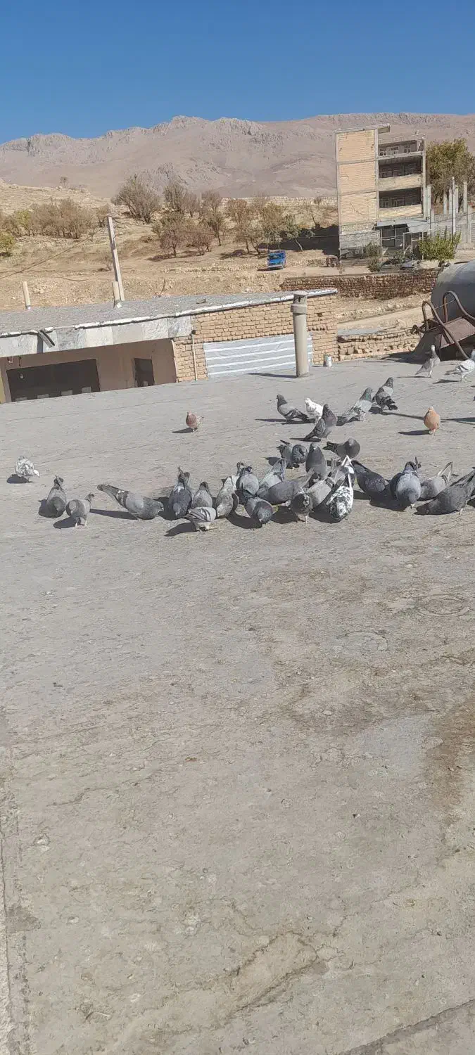 ۴۰تا کبوتر بدرد بخور|پرنده|بابا حیدر, |دیوار