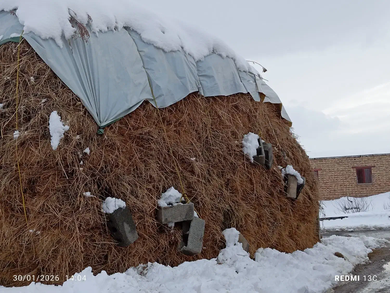 علوفه|گل و گیاه طبیعی|سیلوانه, |دیوار