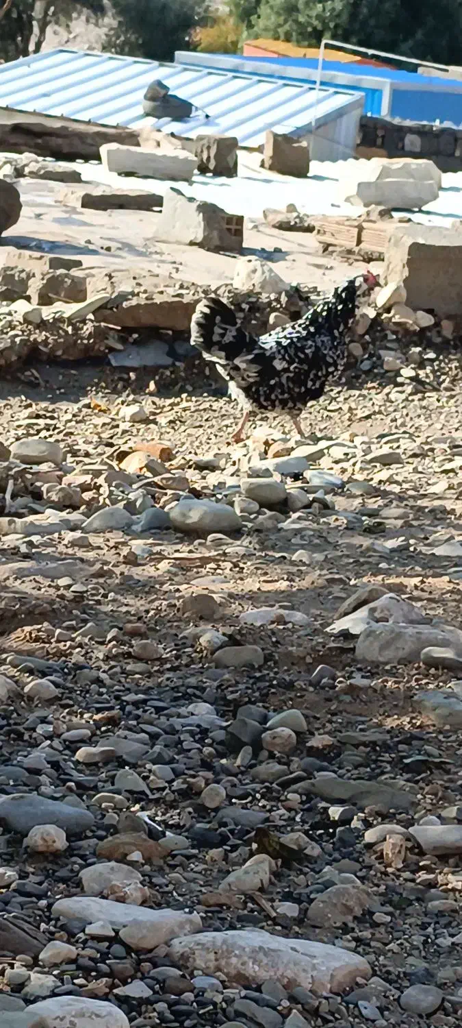 مرغ گلین|حیوانات مزرعه|دشت ذهاب, |دیوار