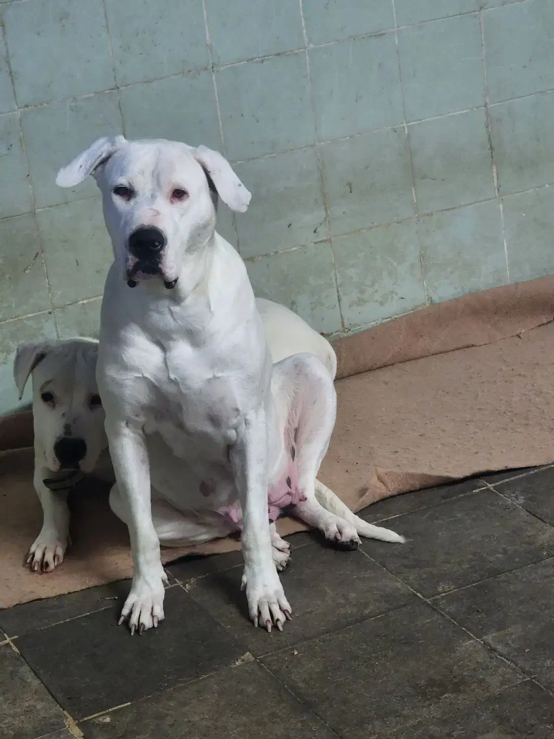 داگو ماستیف|سگ|بومهن, |دیوار