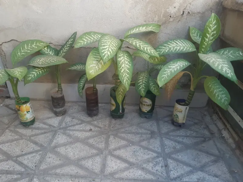 گل دیفن|گل و گیاه طبیعی|بروجرد, |دیوار