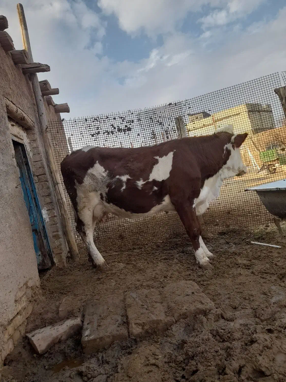 گاو‌گوساله‌‌سیمینتال|حیوانات مزرعه|قیدار, |دیوار