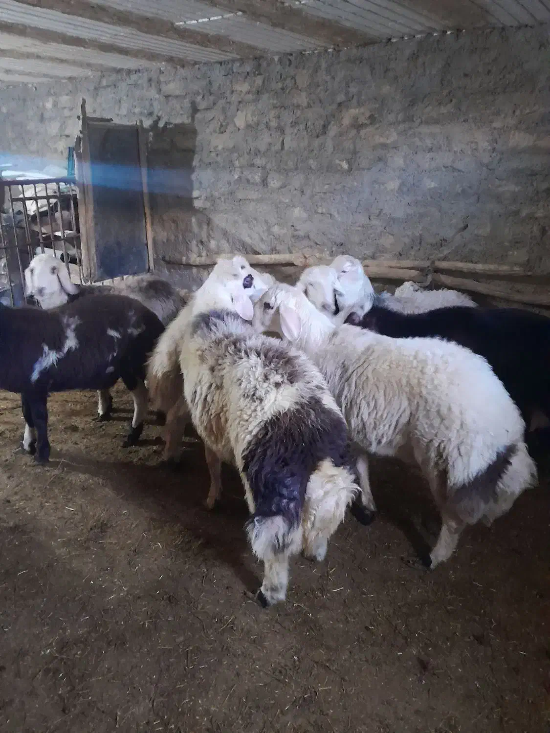 اف ۳۵|حیوانات مزرعه|زاغه, |دیوار