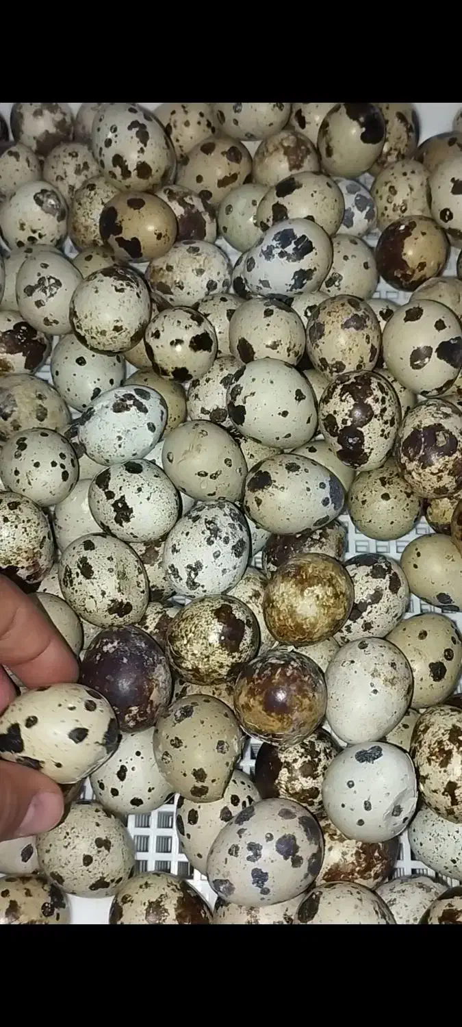 تخم بلدرچین نطفهدار بادرصد هچ بالا مخصوص جوجهکشی|حیوانات مزرعه|دالخانی, |دیوار