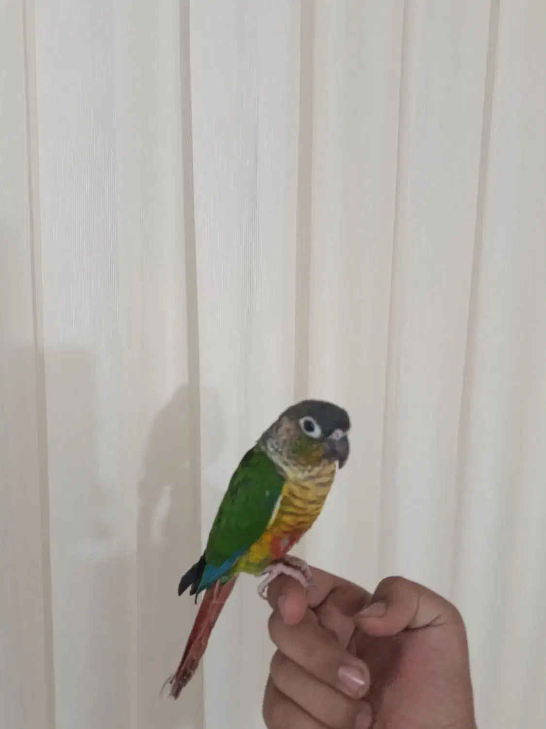 گرین چیک فول اهلی سخن گو|پرنده|عجب شیر, |دیوار