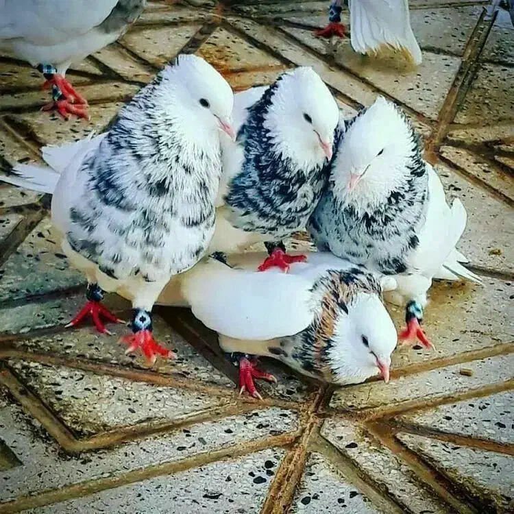 کفتر فروشی|پرنده|سده (خراسان جنوبی), |دیوار