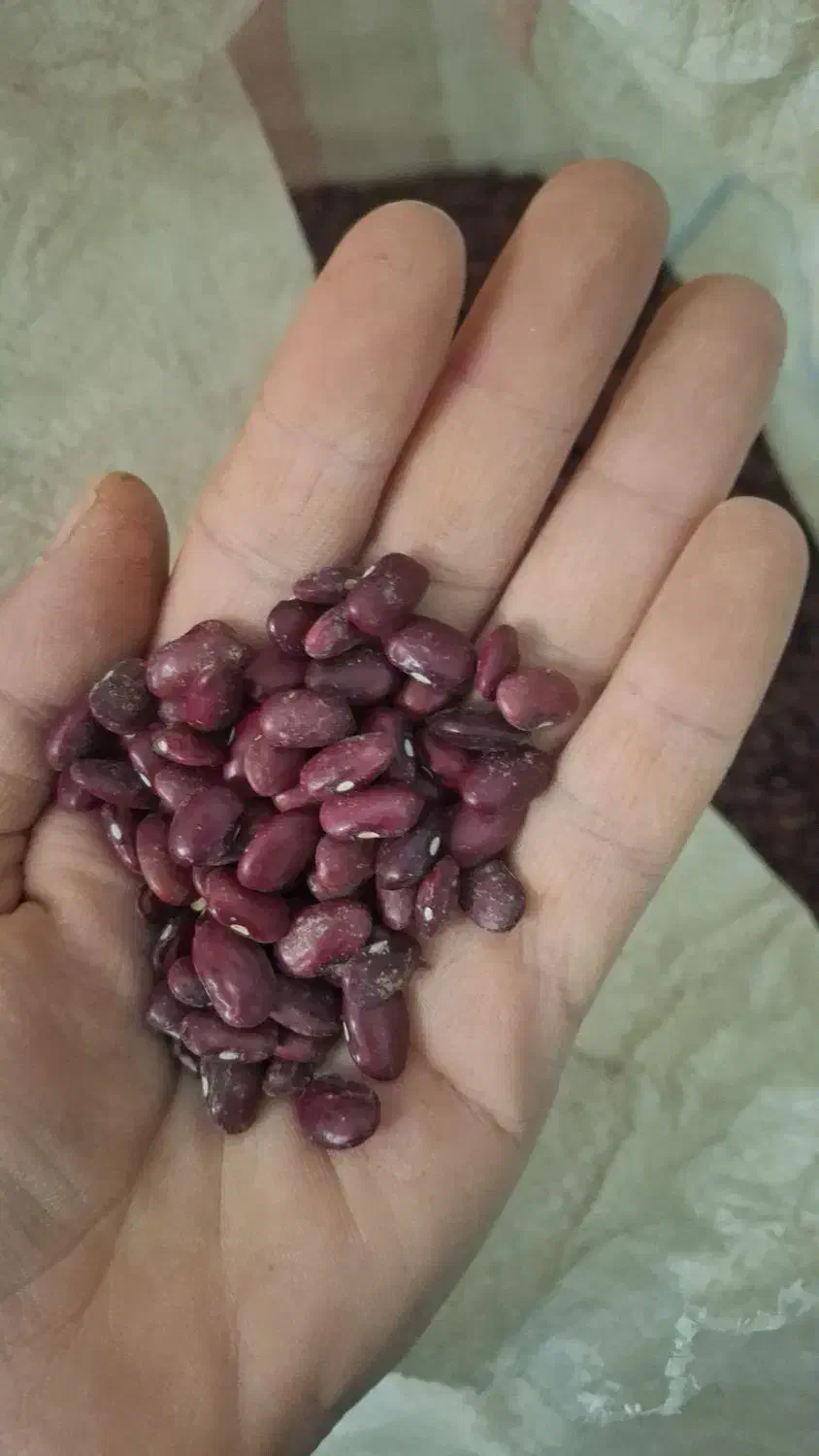 لوبیاقرمزدرجه یک خوشپخت|خوردنی و آشامیدنی|مسجد سلیمان, |دیوار