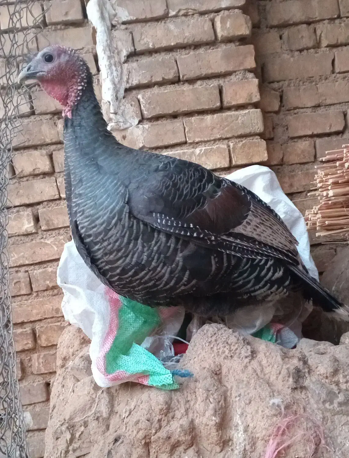 بوقلمون|حیوانات مزرعه|شهرکرد, |دیوار