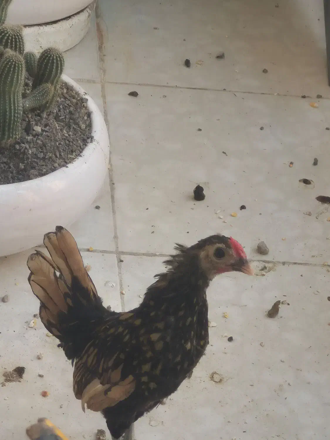 خروس چینی|حیوانات مزرعه|بندرعباس, |دیوار