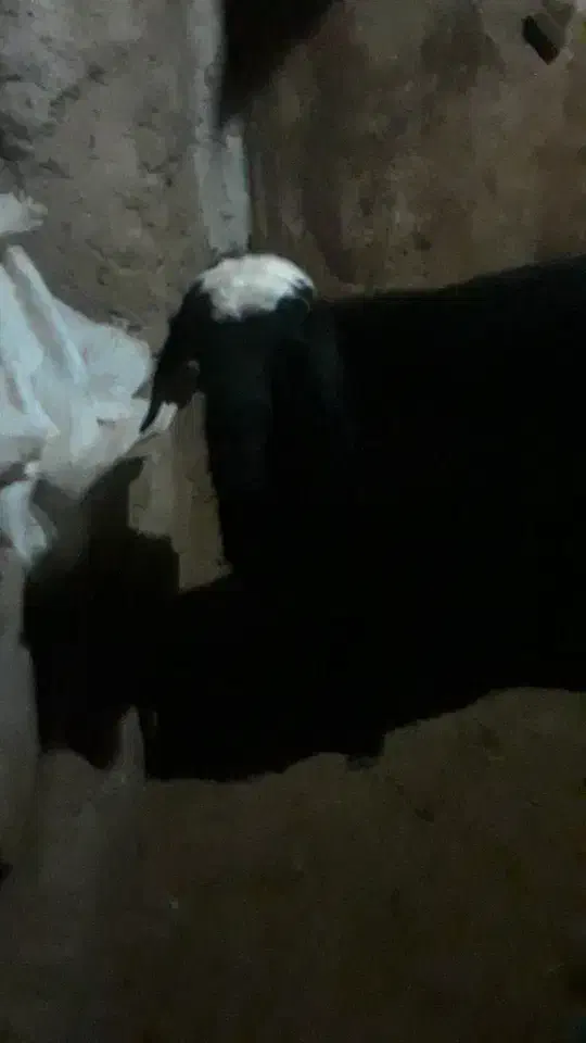 برهقوچافشاربهشرتپرشب|حیوانات مزرعه|پیشخور, |دیوار