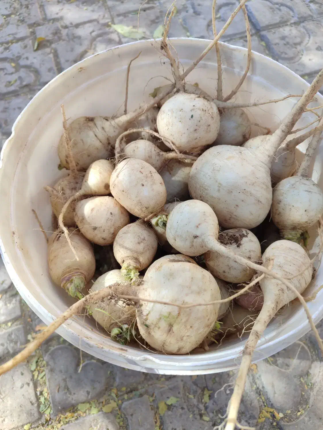 شلغم شیرین با طعم خبر دشتاب بافت|خوردنی و آشامیدنی|بافت, |دیوار