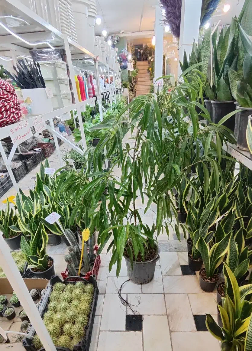 بنجامین آمستل سالنی پتوس سانسوریا دیفن شفلرا ورمی|گل و گیاه طبیعی|قم, ولیعصر|دیوار