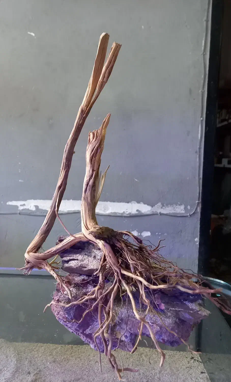 دکور آکواریوم سنگ و چوب طبیعی|ماهی|کرمان, |دیوار