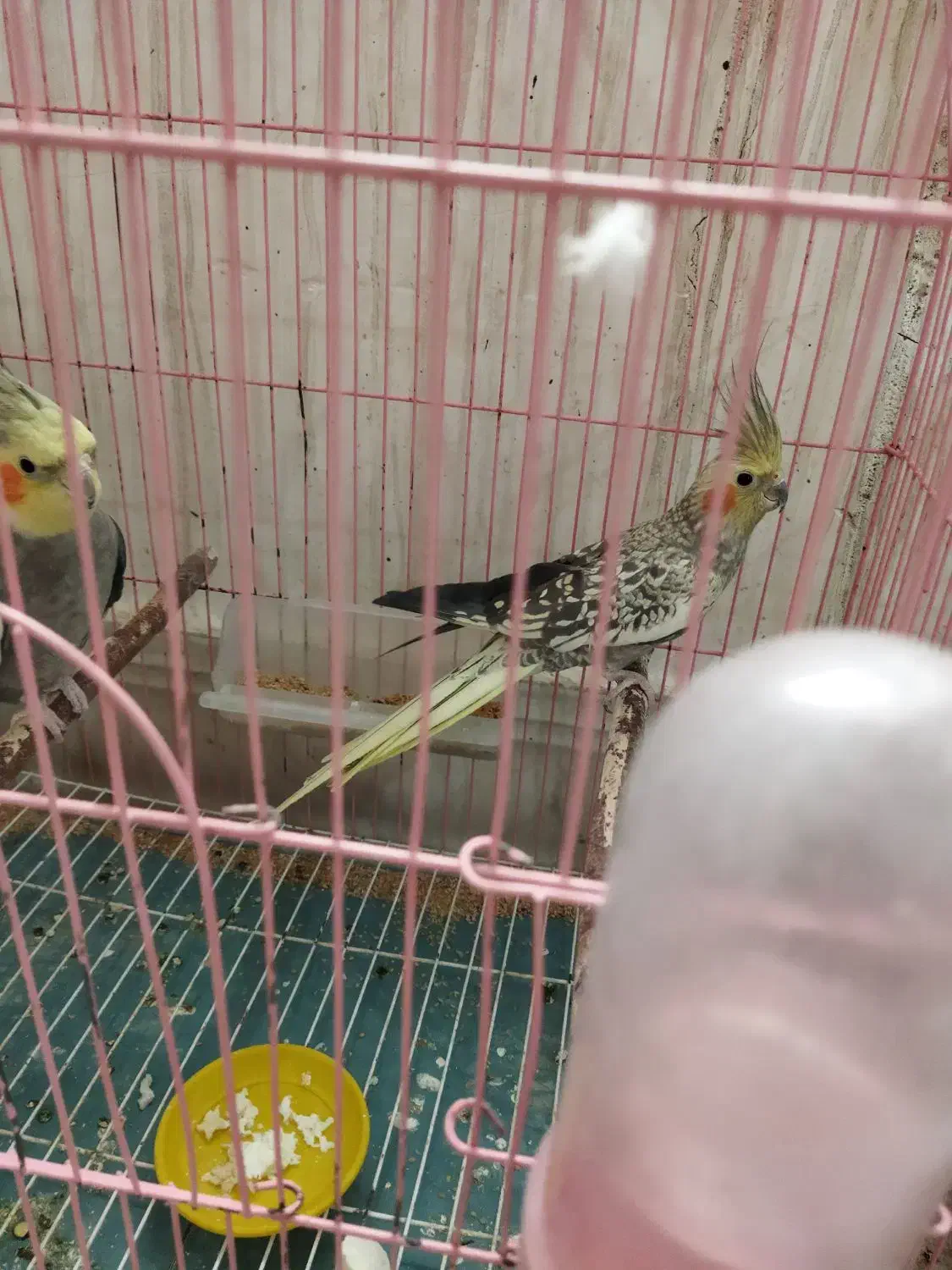 جفت عروس هلندی|پرنده|ایذه, |دیوار