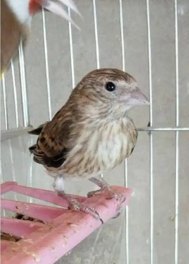 جوجه سهره قناری|پرنده|گنبد کاووس, |دیوار